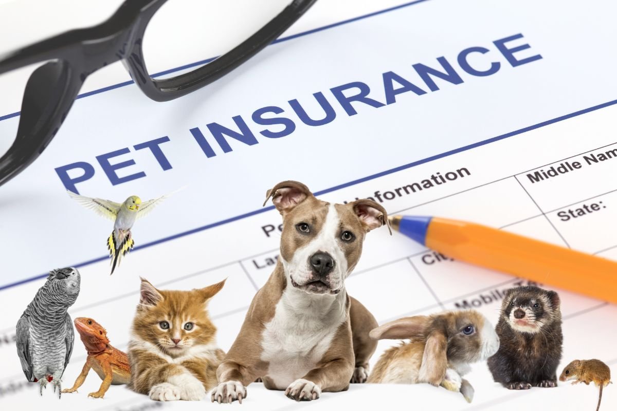 A happy cats and dog in Worthington, Ohio, symbolizing the benefits of comprehensive pet insurance.